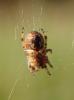Larinioides cornutus